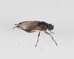 Ischiolepta
