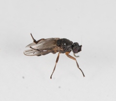 Ischiolepta