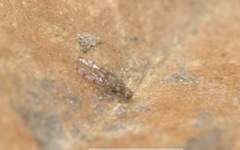 Ectopsocus petersi