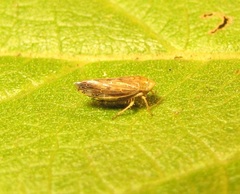 Acinopterus acuminatus