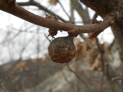 Andricus infectorius