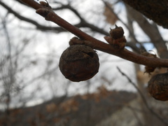 Andricus infectorius