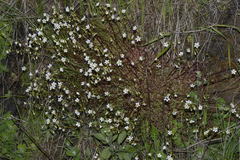Saxifraga hypnoides