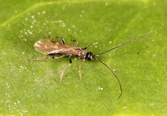 Wachsmannia spathiiformis