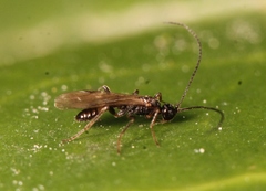 Wachsmannia spathiiformis