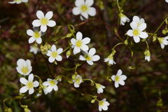 Saxifraga hypnoides
