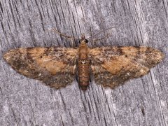 Eupithecia palpata