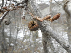 Andricus infectorius