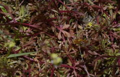 Saxifraga hypnoides