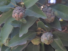 Magnolia pugana
