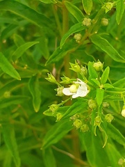 Teucrium kraussii