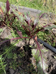 Beta vulgaris vulgaris