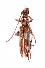 Graciliderolus parvus