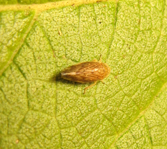 Acinopterus acuminatus