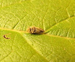 Acinopterus acuminatus