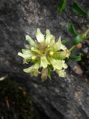 Sideritis hyssopifolia