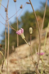 Crepis purpurea