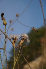 Crepis purpurea
