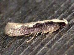 Agnippe prunifoliella