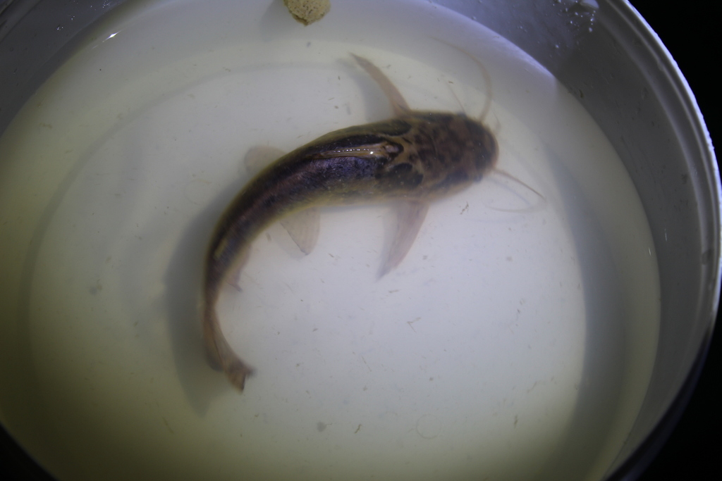 Trachelyopterus lucenai