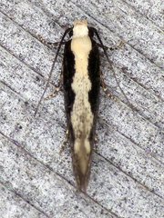 Agnippe prunifoliella