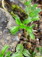 Sideritis hyssopifolia