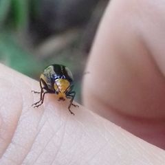 Aulacophora nigripennis