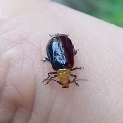 Aulacophora nigripennis