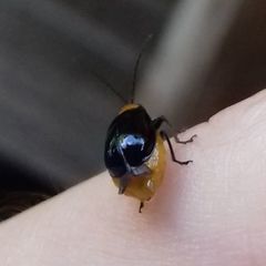 Aulacophora nigripennis