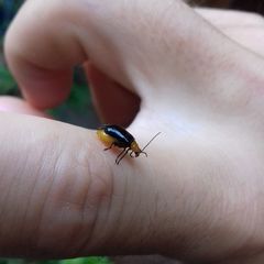 Aulacophora nigripennis