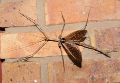 Bactrododema