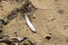 Rhaphiodon vulpinus