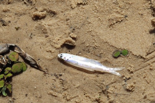 Anchovy (Lycengraulis grossidens) — Engraulidae — 4