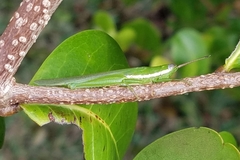 Stenacris vitreipennis
