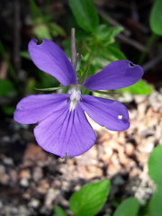 Viola cornuta