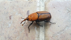 Rhynchophorus ferrugineus