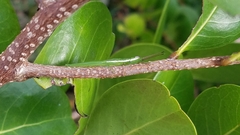 Stenacris vitreipennis