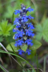 Ajuga reptans