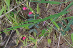 Lathyrus nissolia