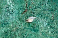 Serrasalmus marginatus