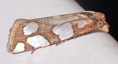 Pelochrista quinquemaculana