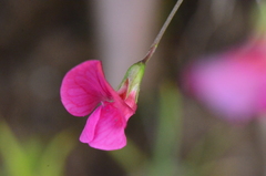 Lathyrus nissolia
