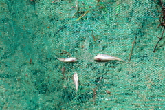 Pachyurus bonariensis