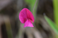 Lathyrus nissolia