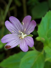 Epilobium alsinifolium