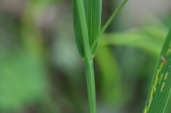 Lathyrus nissolia