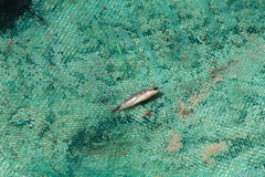 Crenicichla