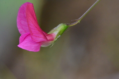 Lathyrus nissolia