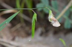 Lathyrus nissolia
