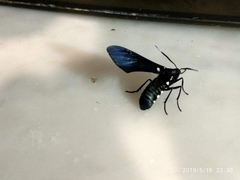 Syntomeida syntomoides